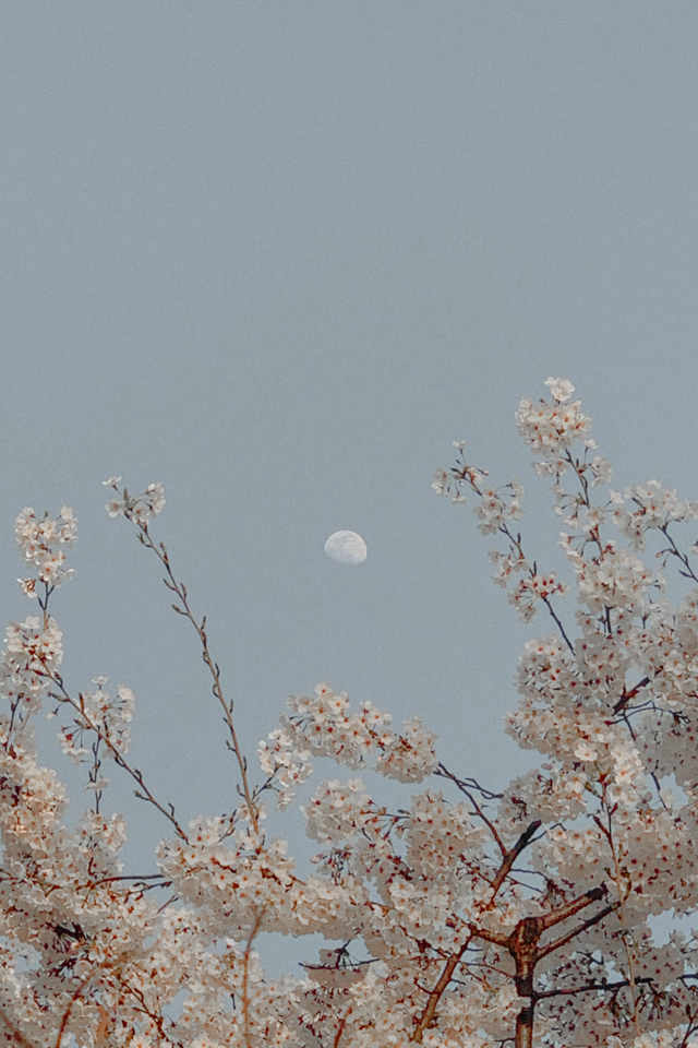 placeholder image-sq